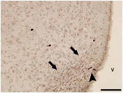 Solving the Neurogenesis Puzzle: Looking for Pieces Outside the Traditional Box